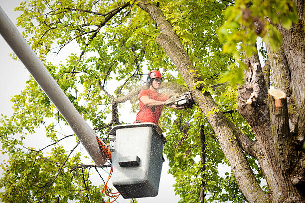 How Our Tree Care Process Works  in  Farmington, PA